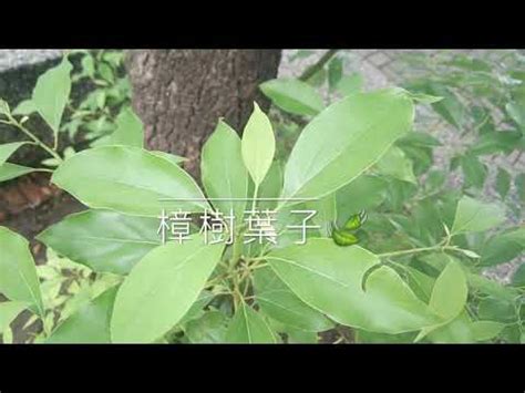 樟樹 種植 鏡子破碎